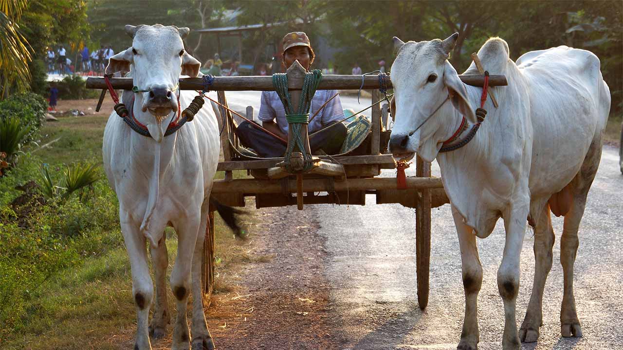 Ox Cart Riding in Cambodia